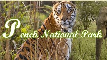 How to Search for Tigers at Pench National Park