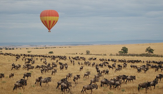 Masai Mara and the Serengeti, Kenya and Tanzania