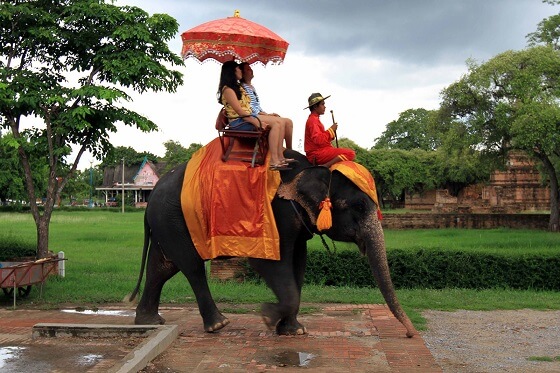 Jaipur Elephantastic Elephant Farm