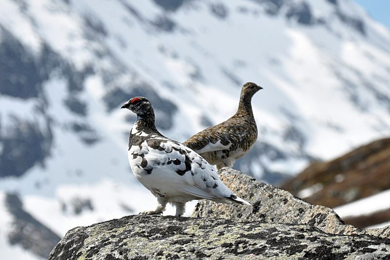 A pair of Rock Ptarmigan