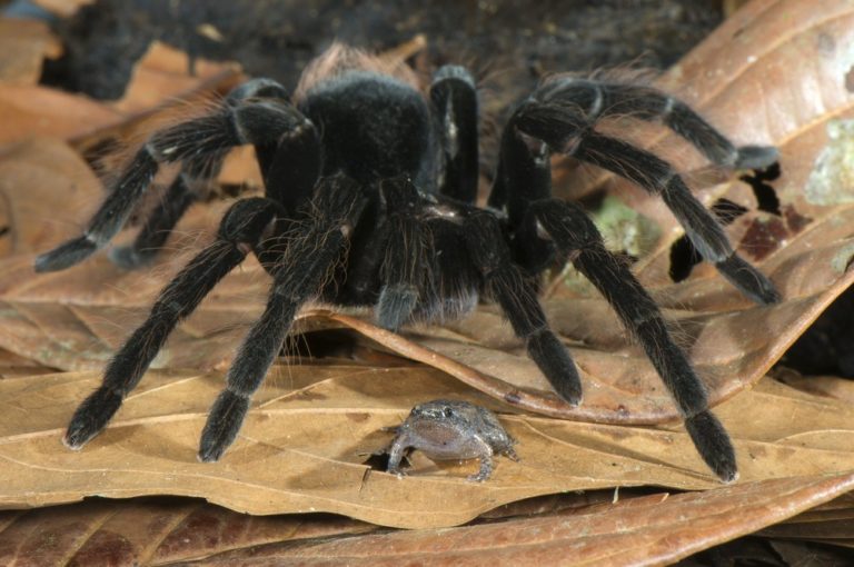 Science 101: Spider that pets frogs as their own.