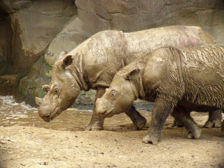 The Last Male Sumatran Rhino in Malaysia Died