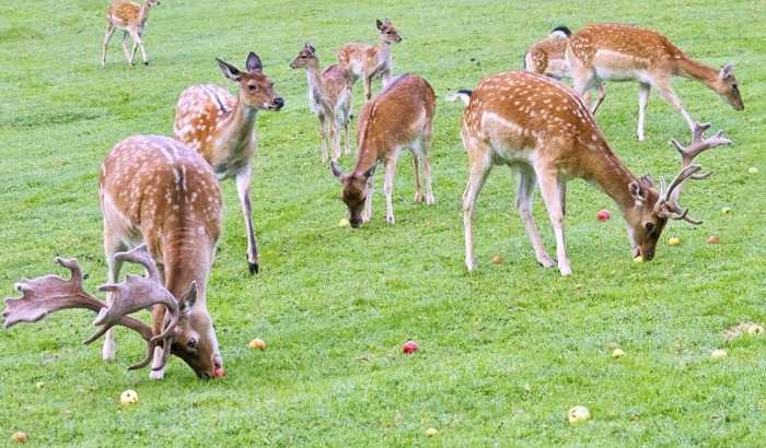 deer park delhi