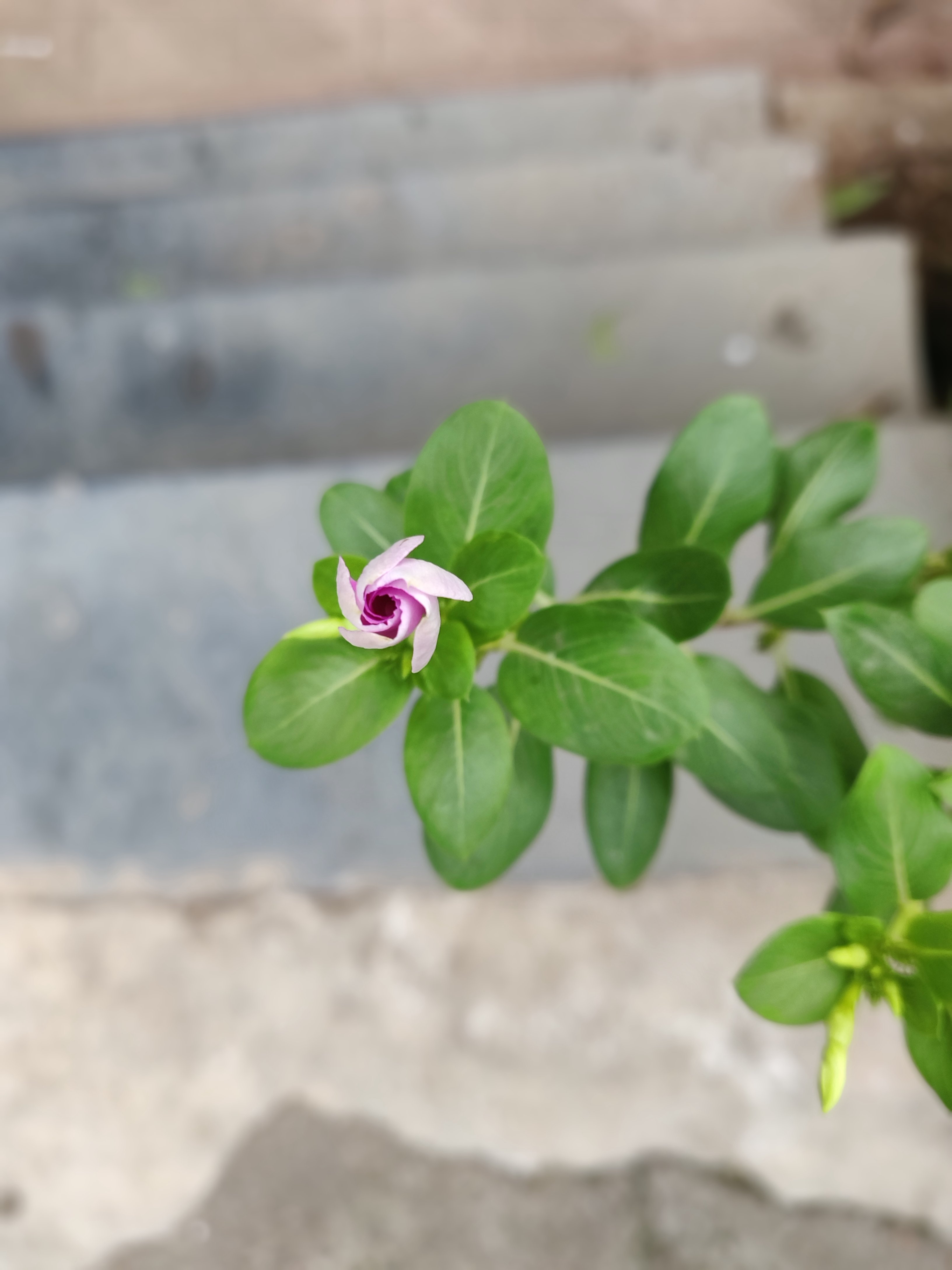 OnePlus 6 camera sample 