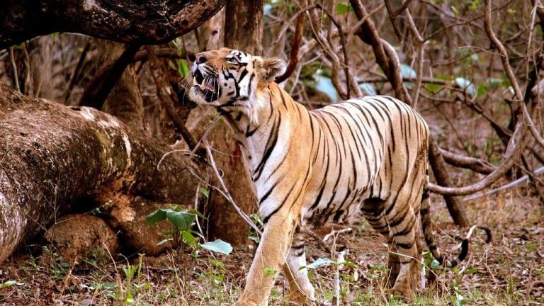 Tadoba Andhari Tiger Reserve Review